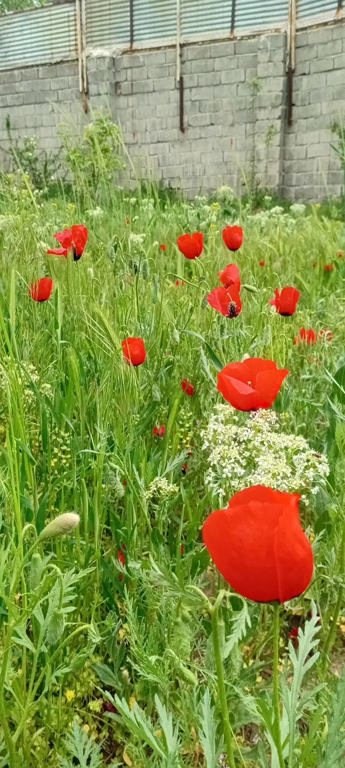 باغ عبدل اباد(رشتقون) سند قطعی