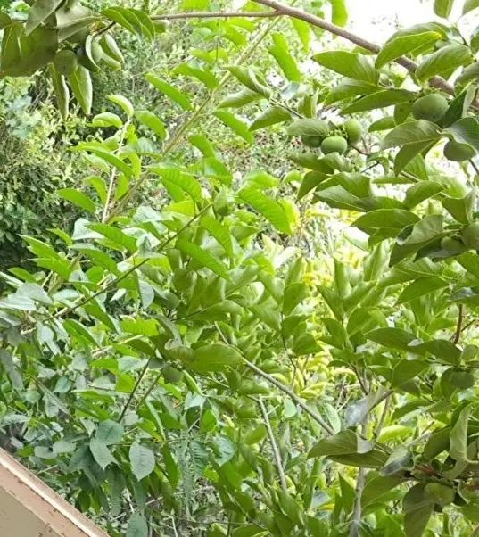 باغ ویلا  تنگ چنار نیمه ساز