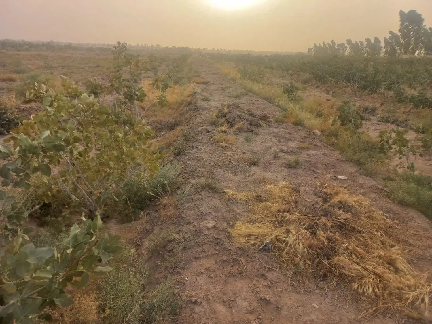 زمین پسته