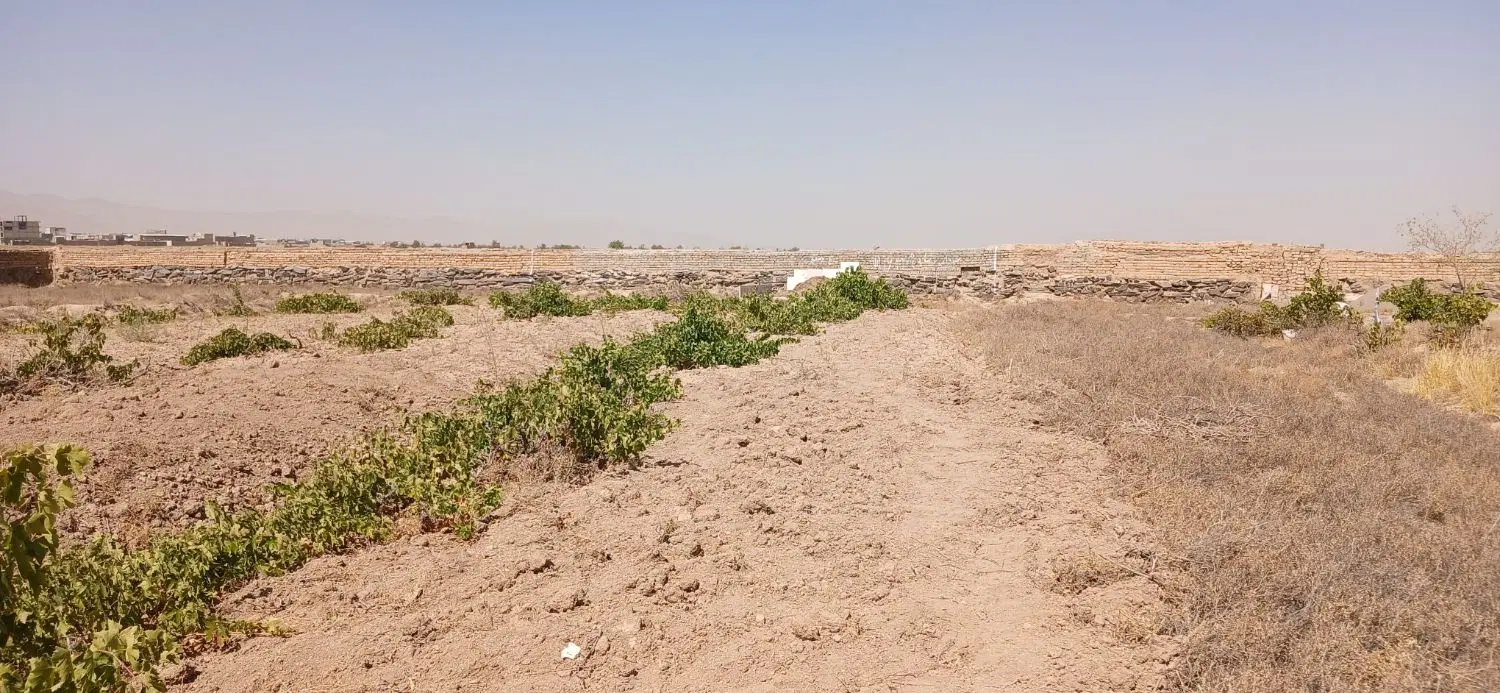 باغ انگوری نزدیک شهر