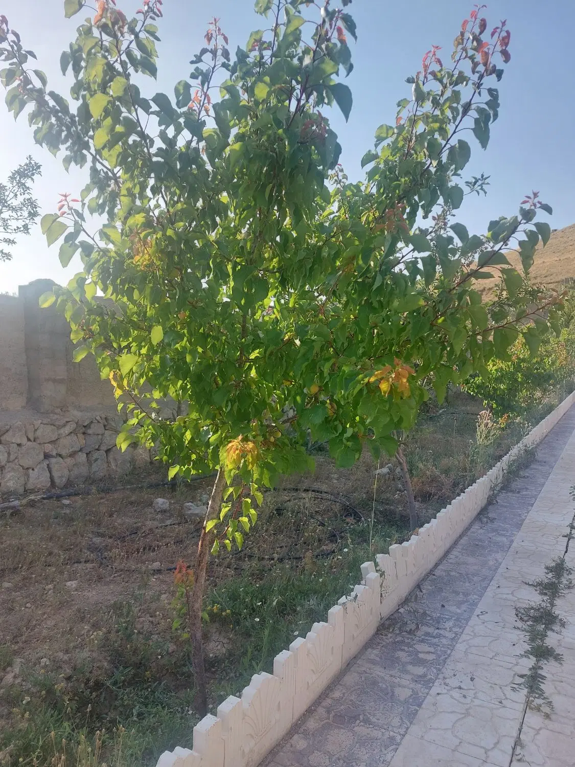 فروش باغ