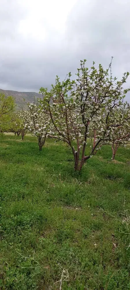 فروش باغ سیب کاکان بعد ار روستای کمهر