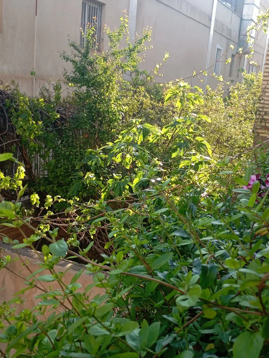 زمین گرکین(دور از دود نیروگاه رجایی)