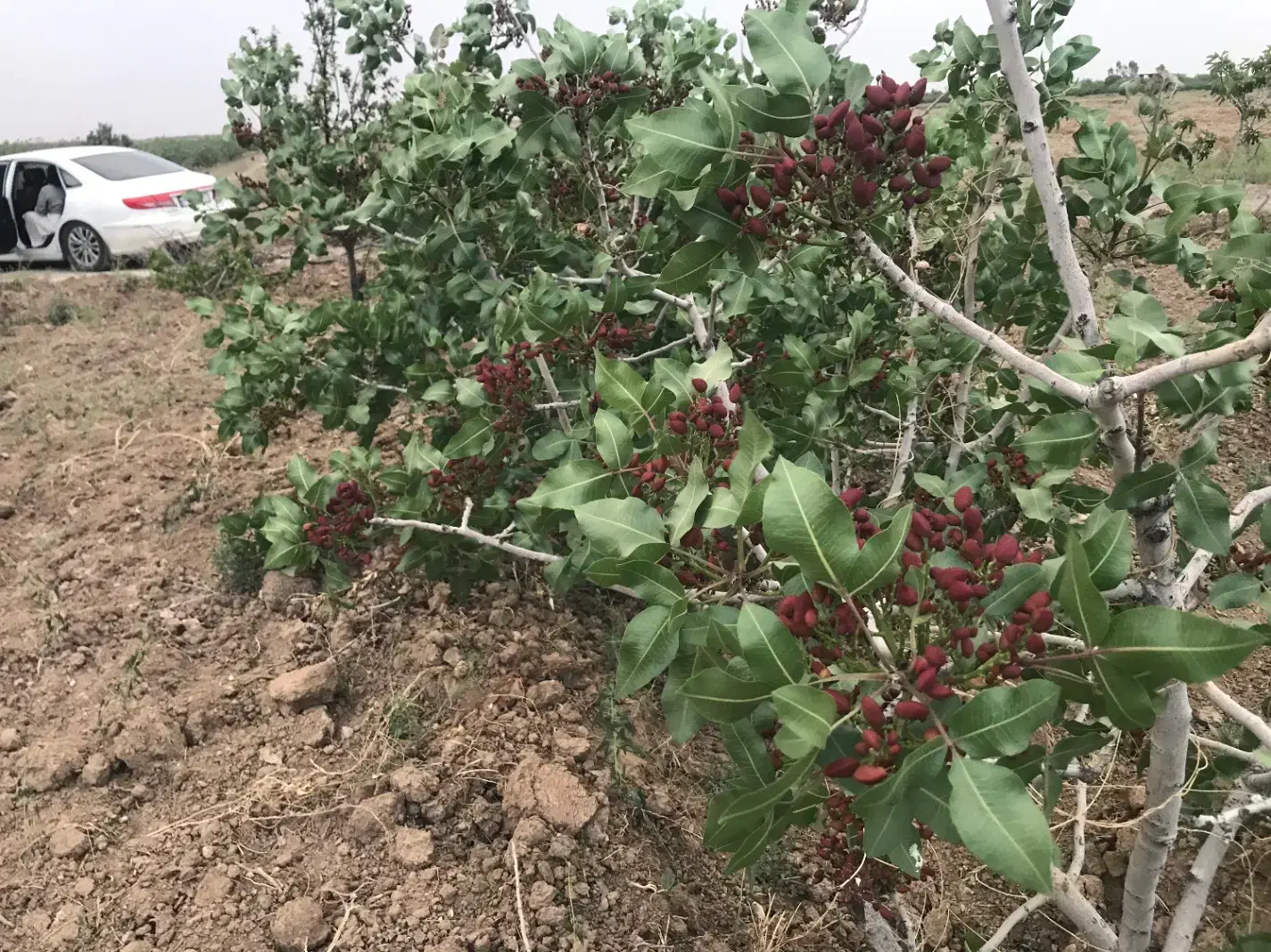 باغ پسته الوسجرد