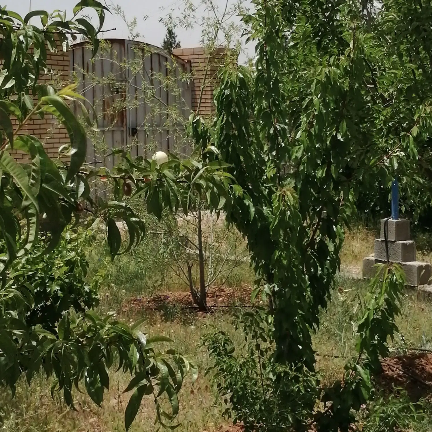 فروش باغچه 1200 متری در  خان زنیان