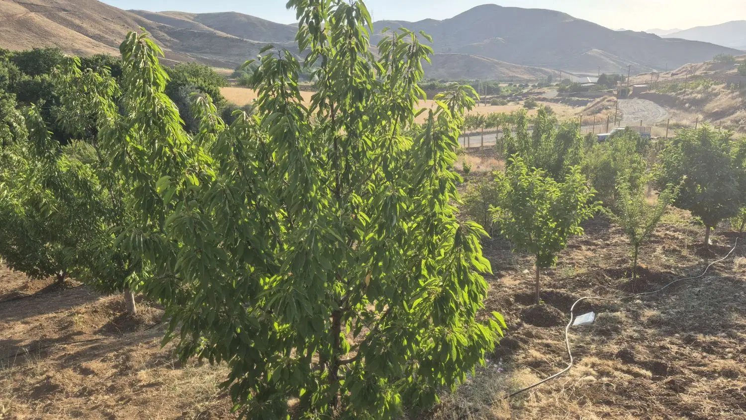 باغ دوشان