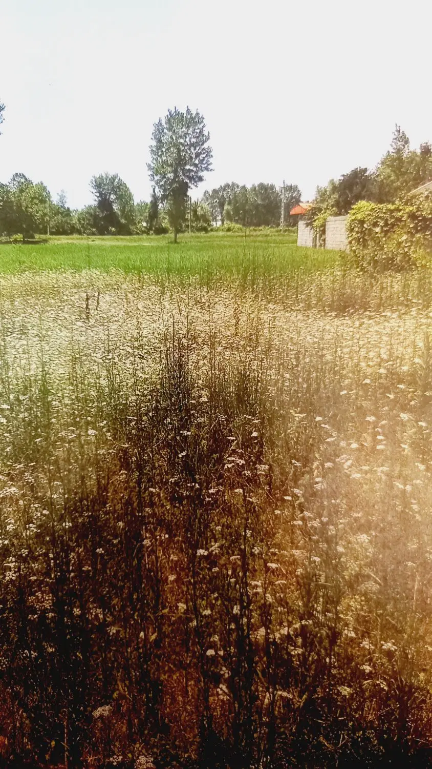 زمین باغی ۳۱۲ متر