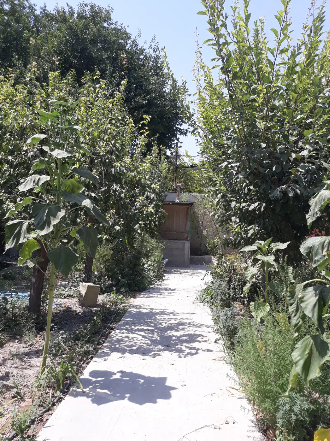 باغچه ویلا هشتگرد قاسم آباد بزرگ روستای حاجی بیگ