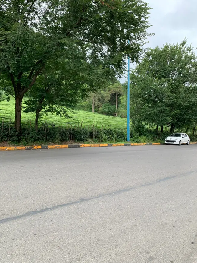زمین ۳۰۰مترباپروانه _براصلی شیخ زاهد_ویو باغ چای