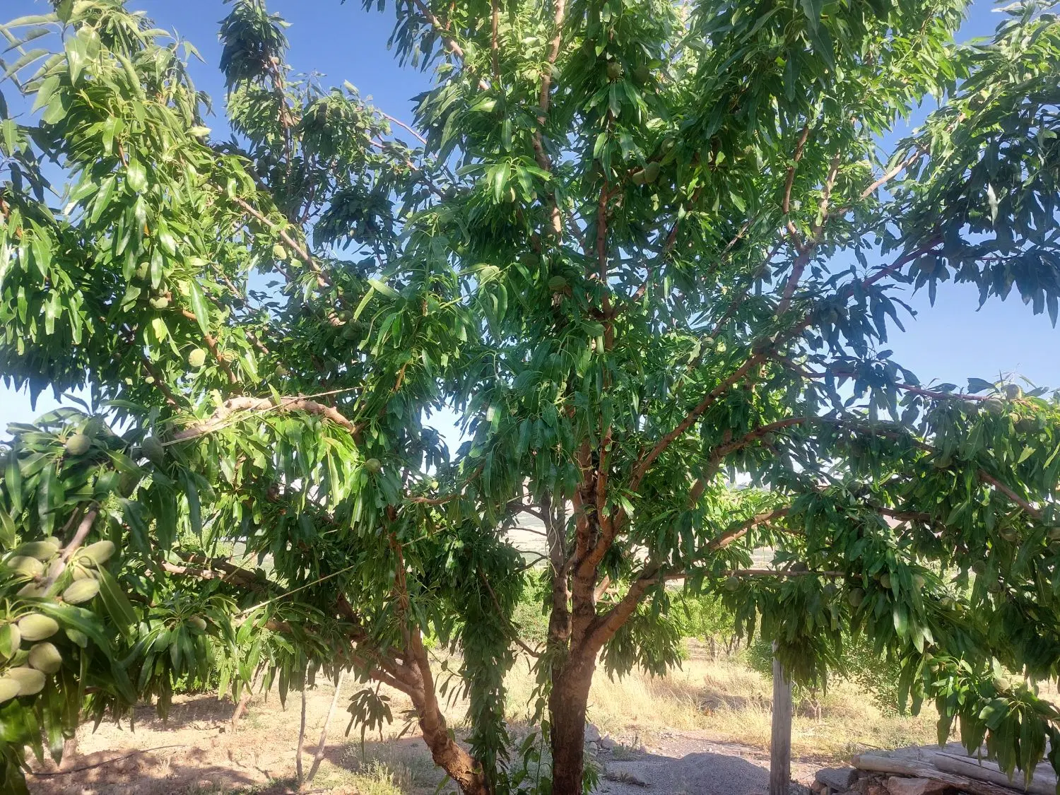 طرح عمان