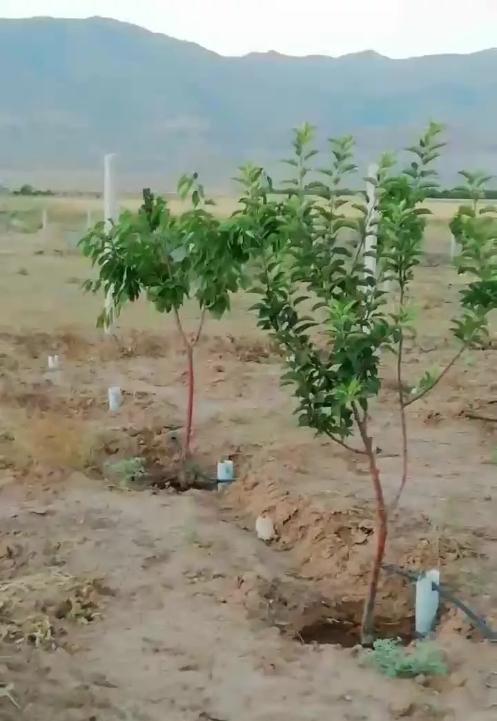 باغ چهارساله با انواع نهال