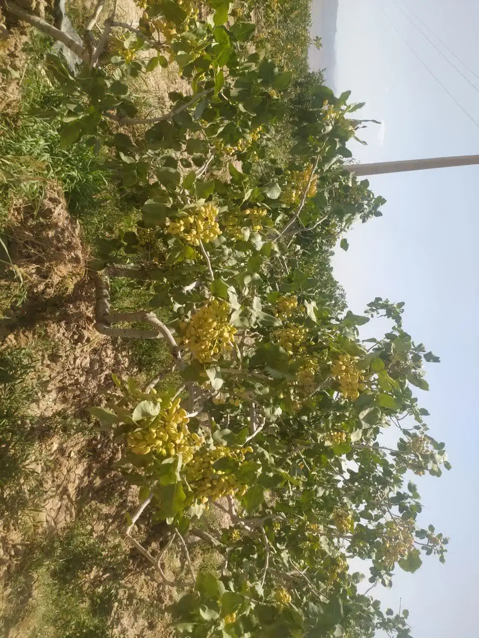 باغ پسته