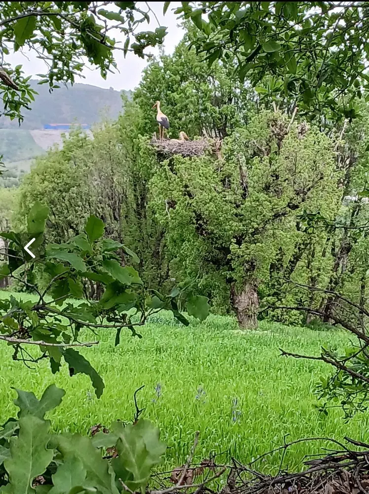 زمین محله تفینی بر روی کمربندی