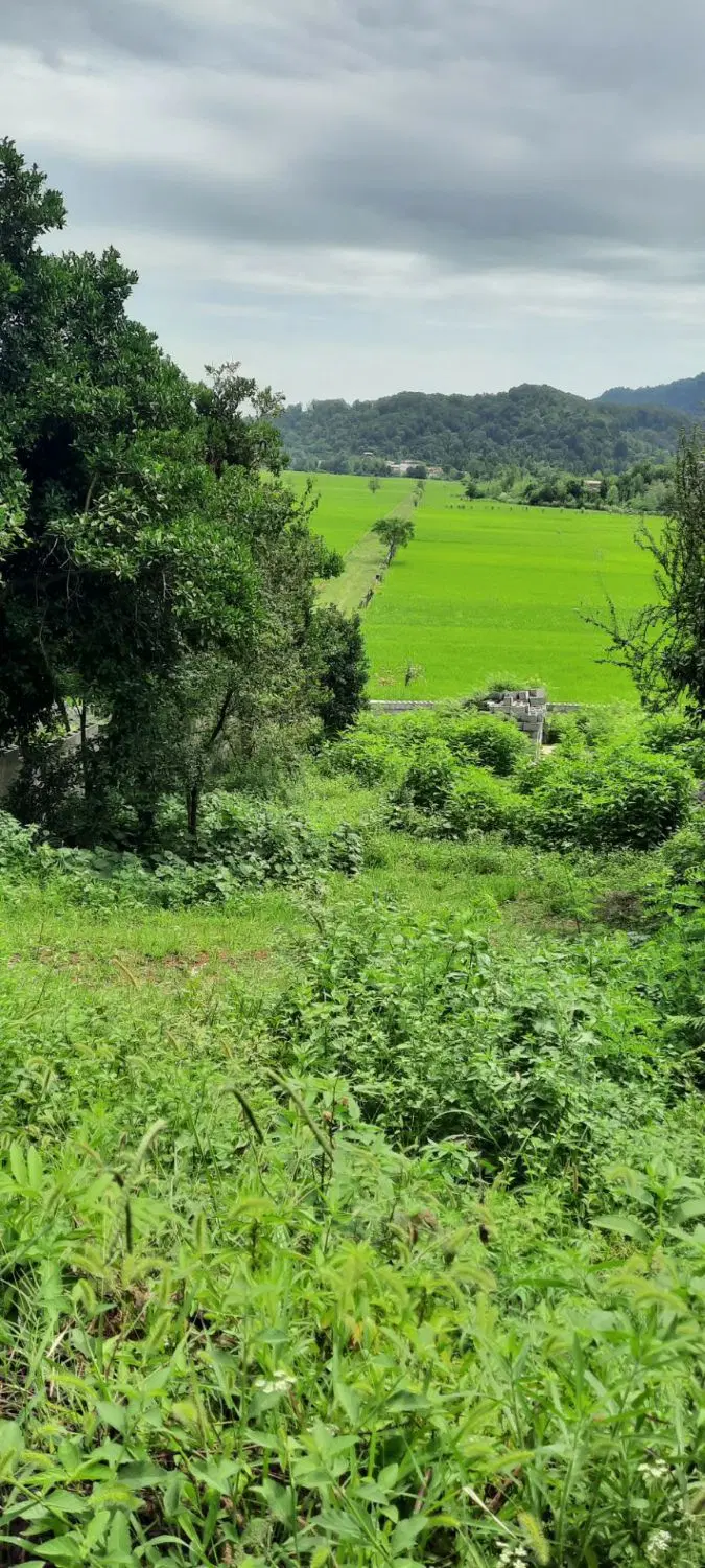 ۴۴۵ متر زمین مسکونی با پروانه ساخت