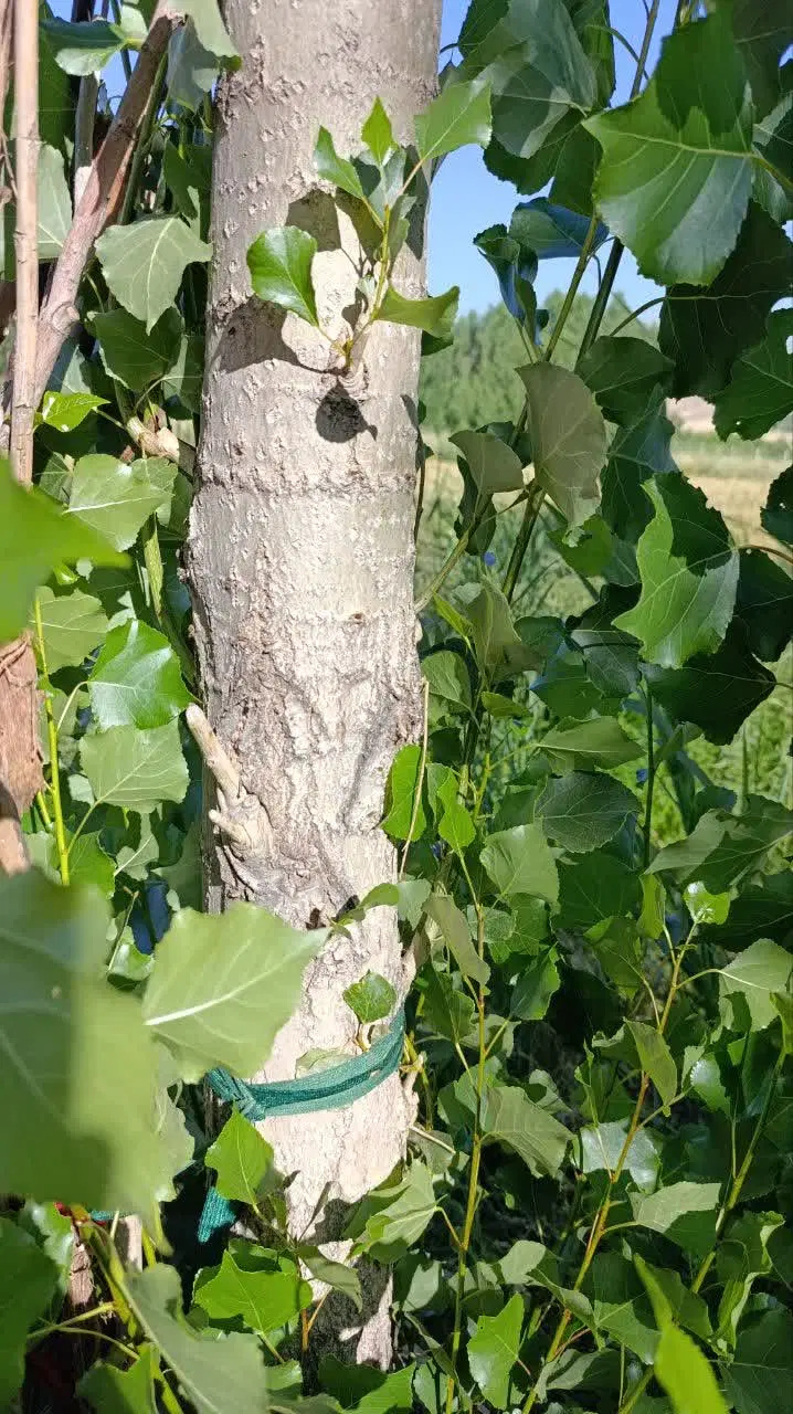 باغچه ۴۰۰ متری زیبا