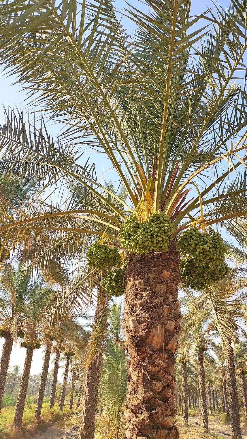 مزرعه ونخلستان وخانه