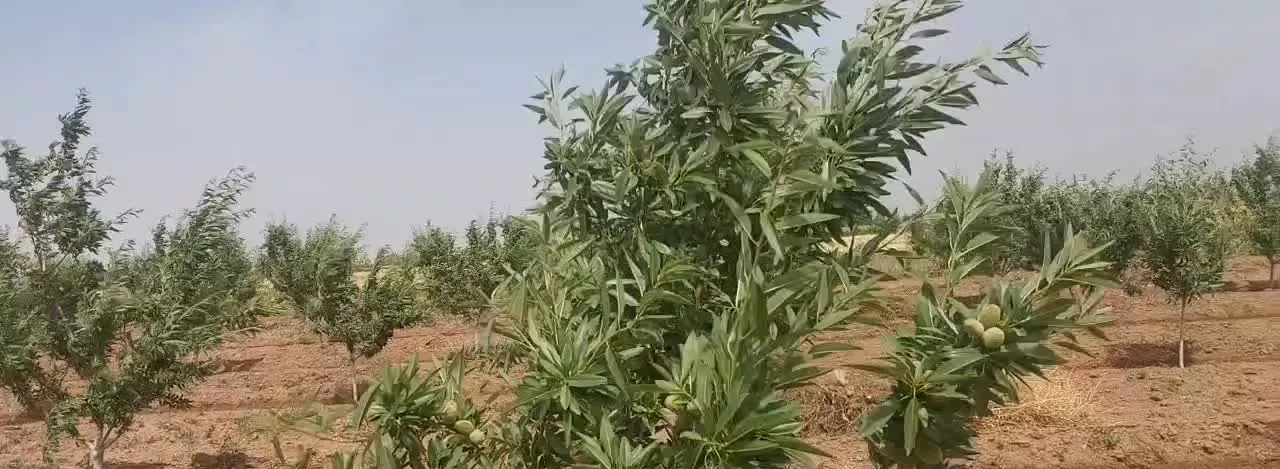 فروش ۱۳۰۰۰ متر مربع باغ و زمین
