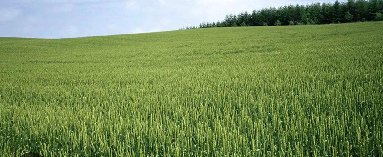 زمین کشاوری ابی