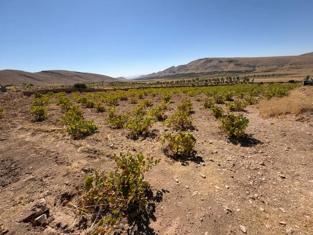 فروش باغ ثمری