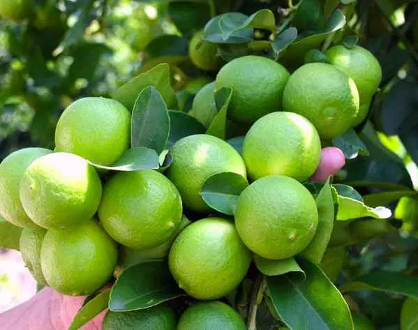 ۳۰۰۰ متر باغ با درختان پر از میوه