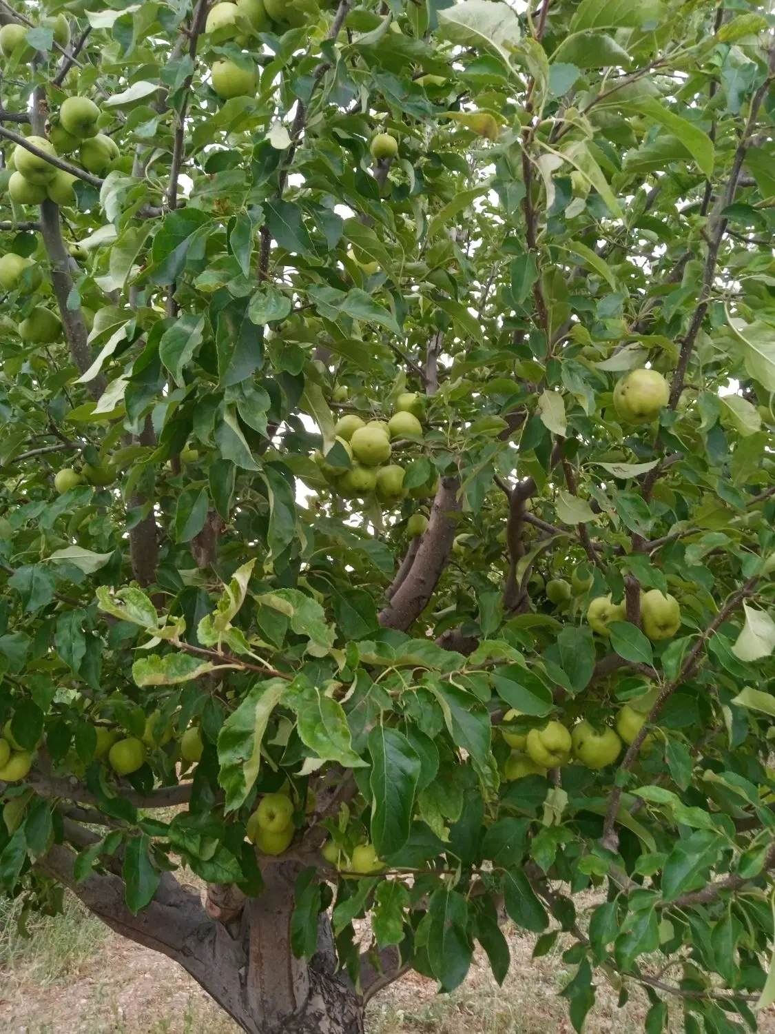فروش باغ