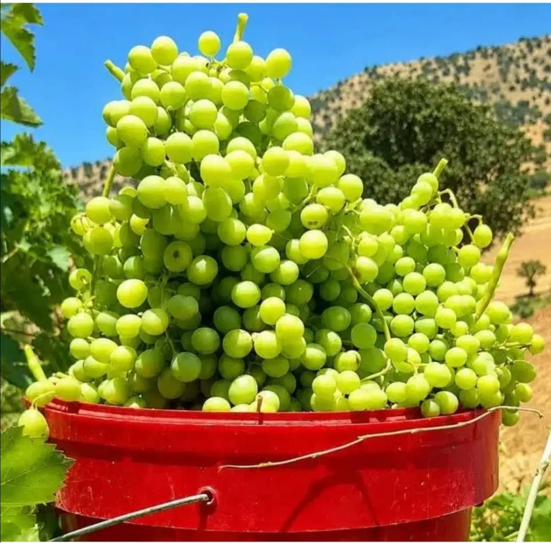 زمین باغی
