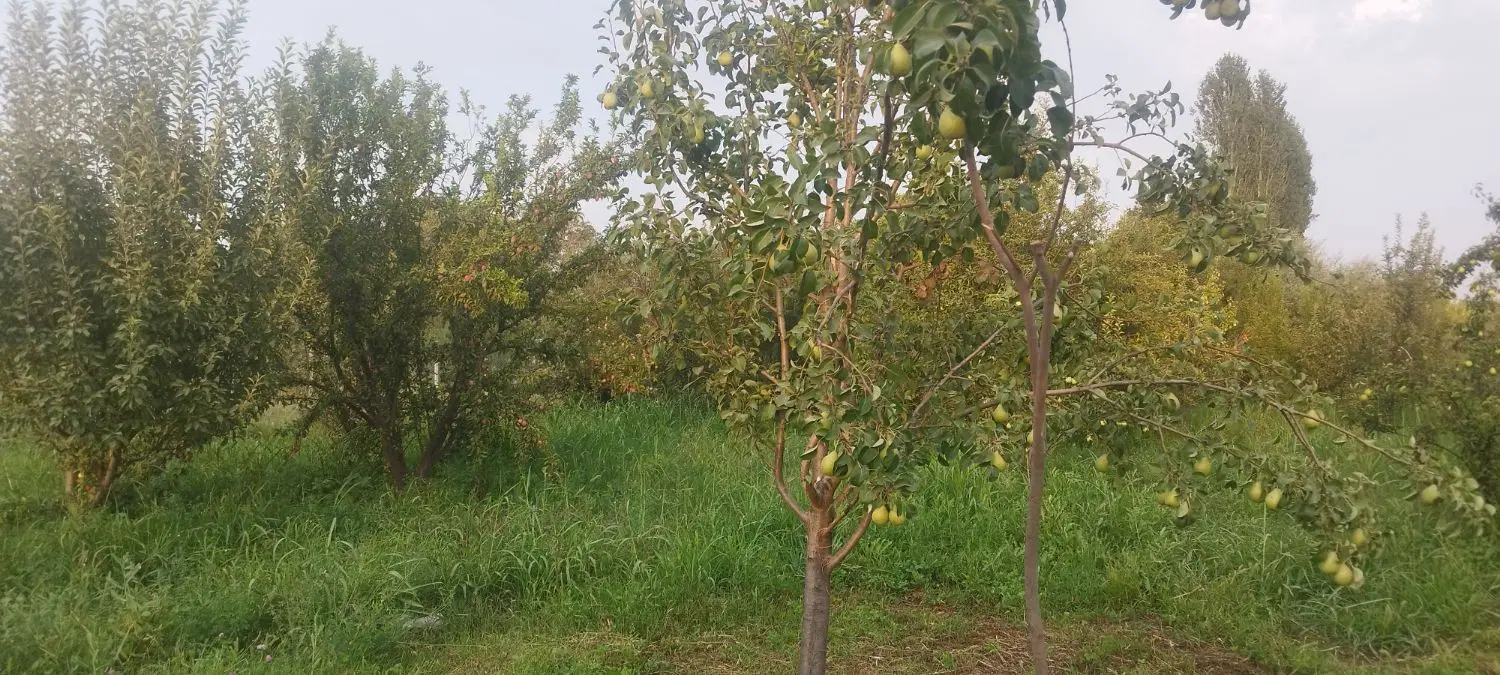 باغچه در عسگر آباد تپه - گاز بولی