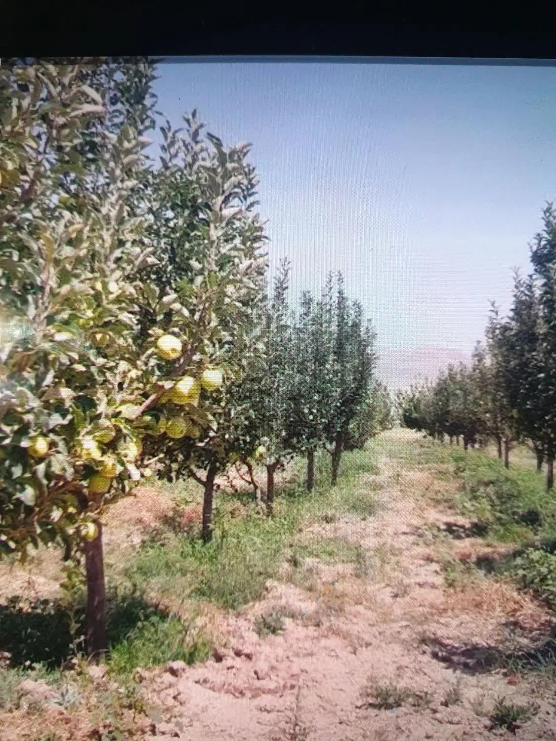 زمین