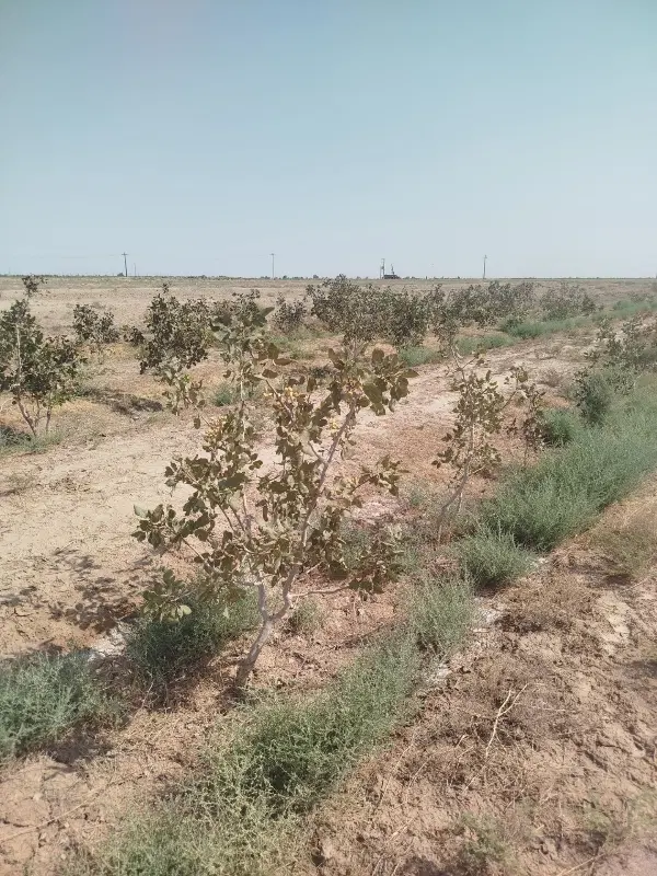 زمین 3800متر و 250پنجاه تا درخت پسته هفت ساله