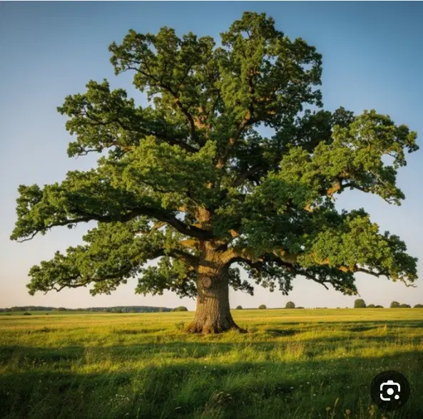 زمین تازه اباد غربی