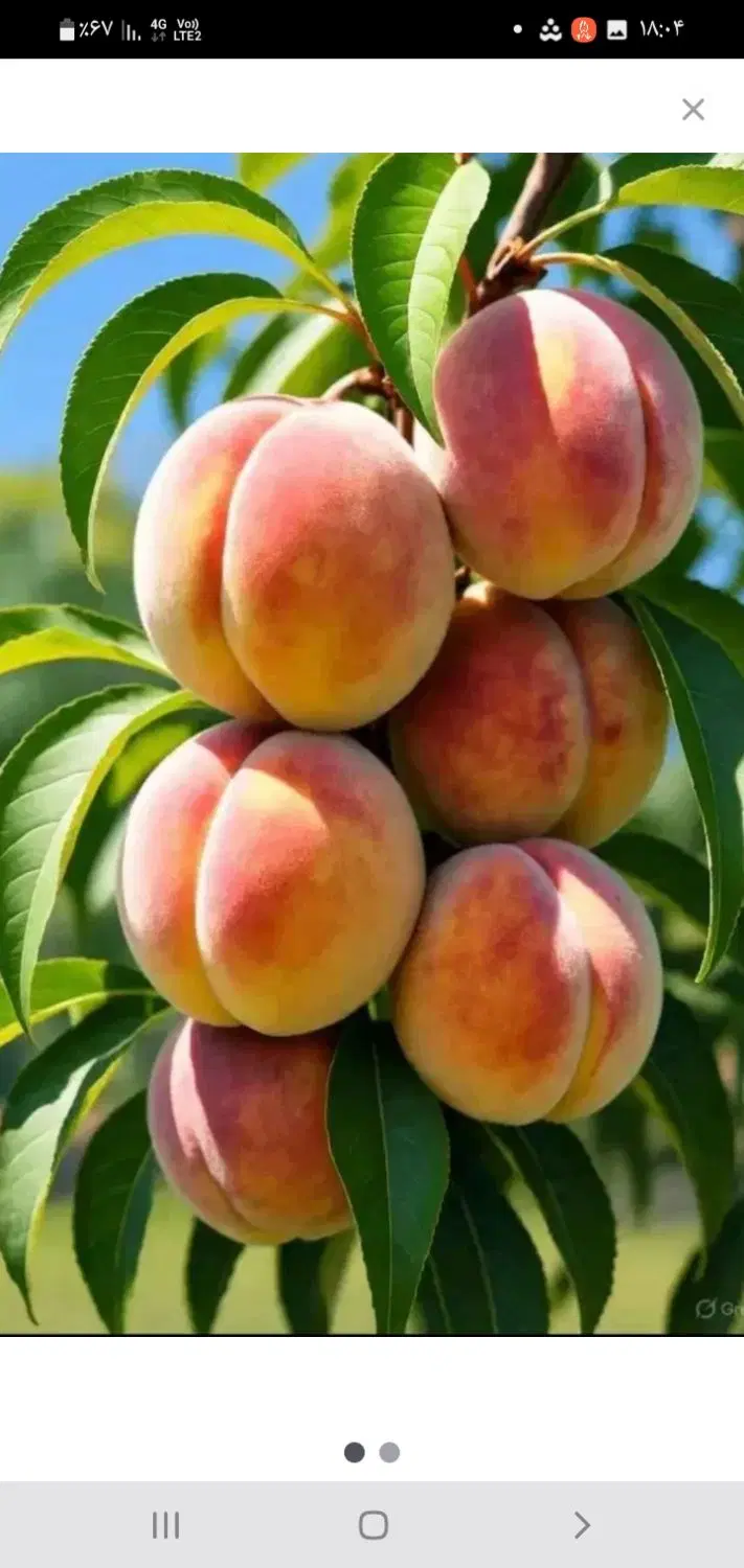 باغ میوه ۱۵ ساله