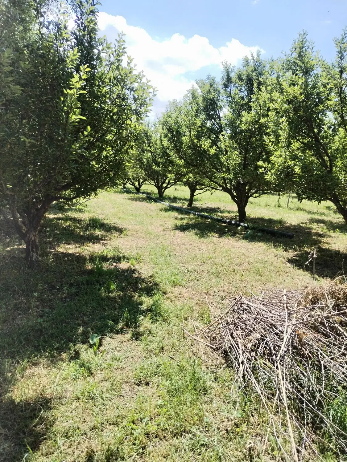 باغ سیب مرگور روستای هفت آباد 7000متر