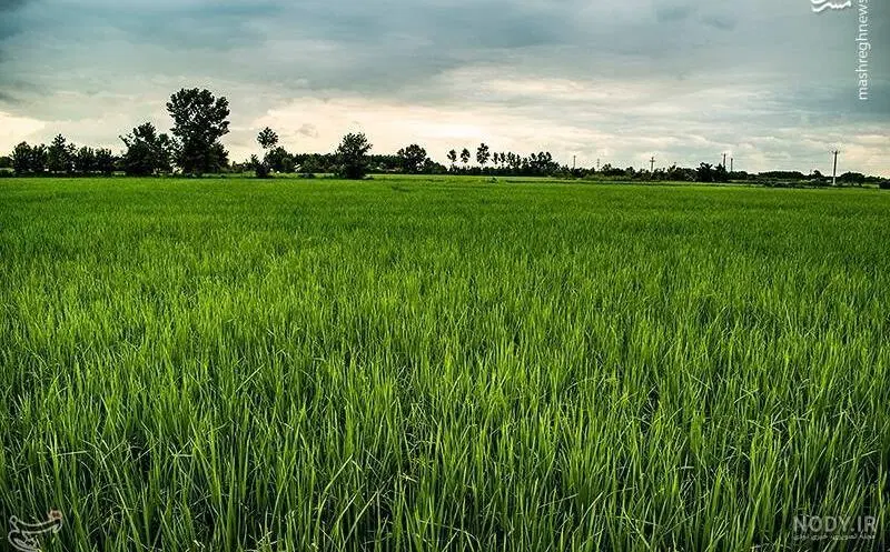 زمین کشاورزی