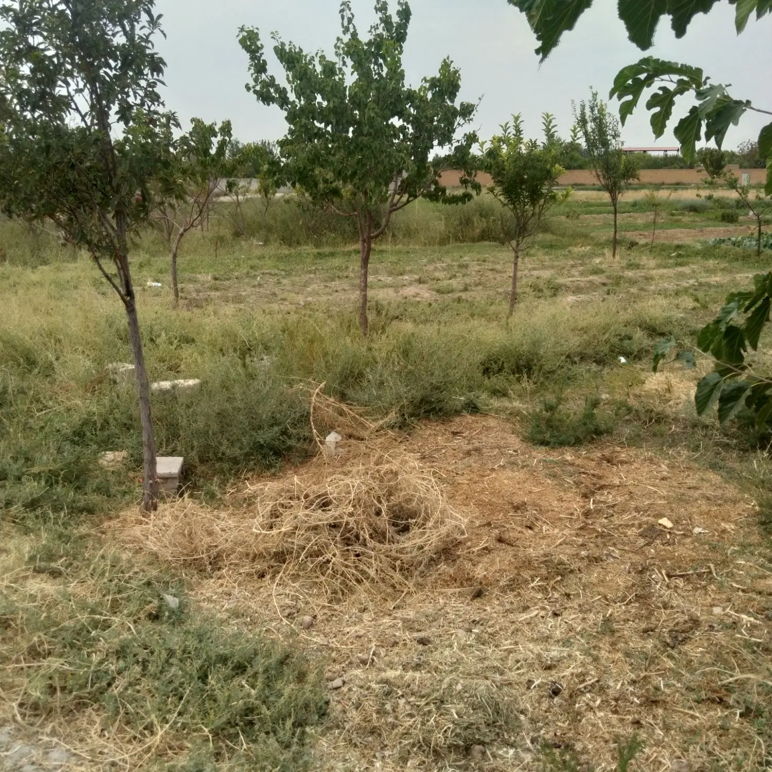 زمین کشاورزی