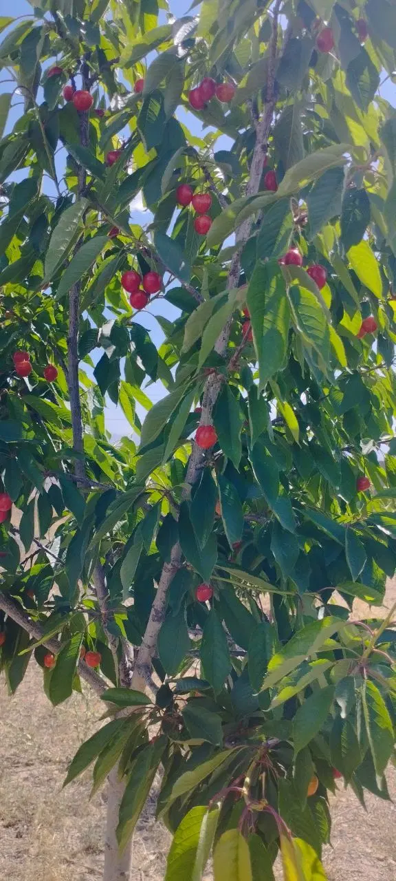 باغ فروشی
