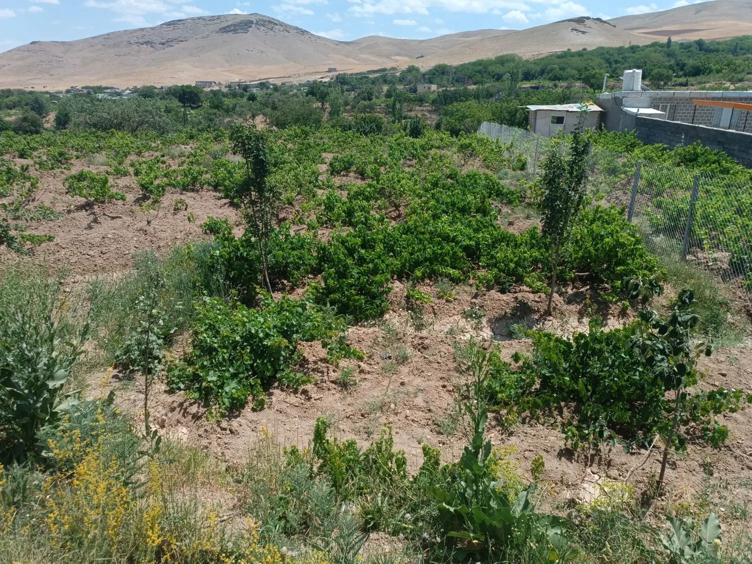 باغ انگور