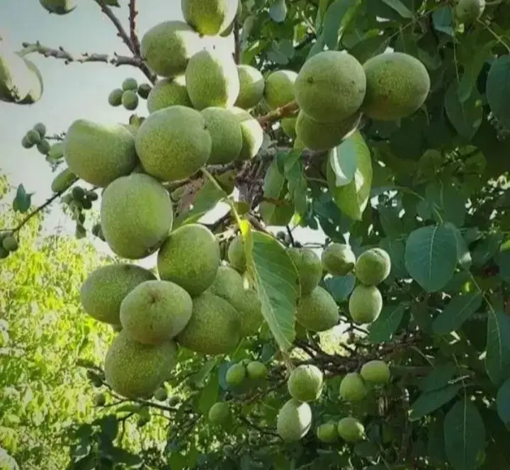 باغ سرسبزو زیبا _ گردو_ پل زمانخان
