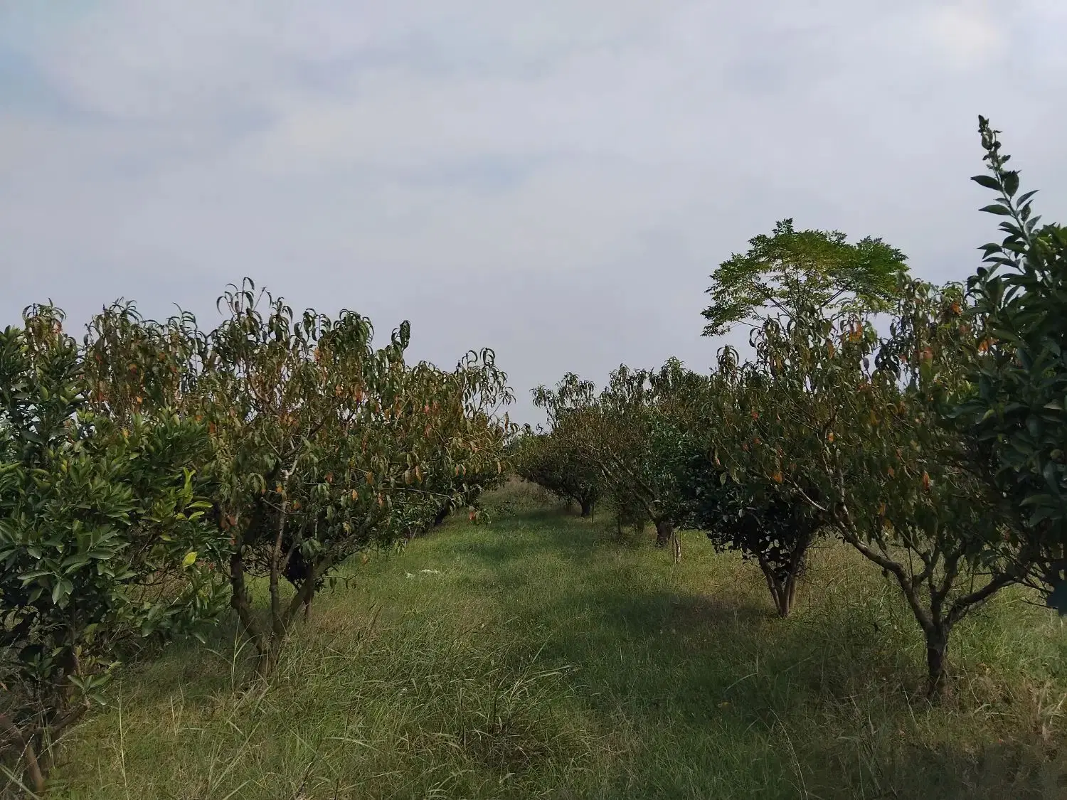 زمین سرمایه گذاری سنددار