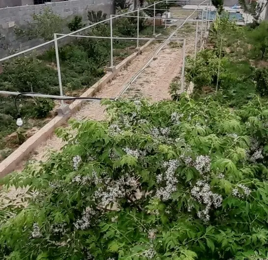 باغچه متفاوت۵۰۰متری ملکی