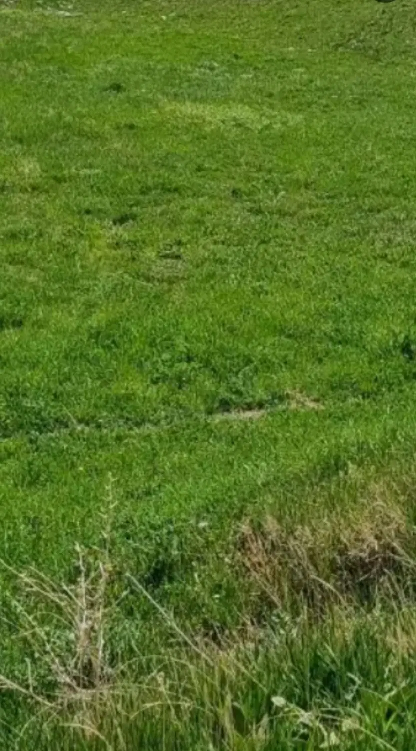 زمین زراعی برای باغ