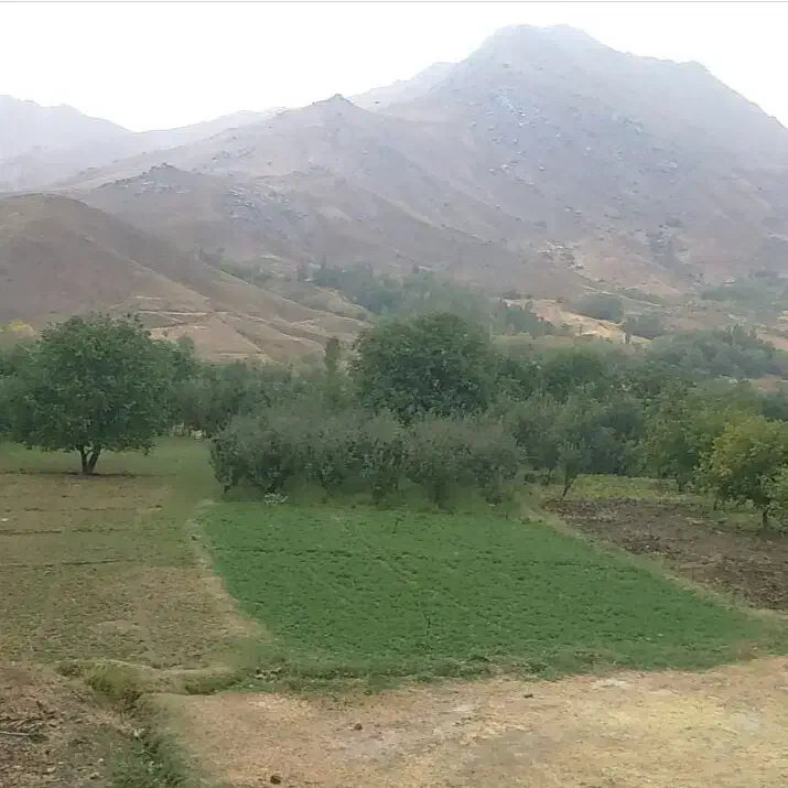 زمین مسکونی (۲۵۰ متر) بلوار سلامت