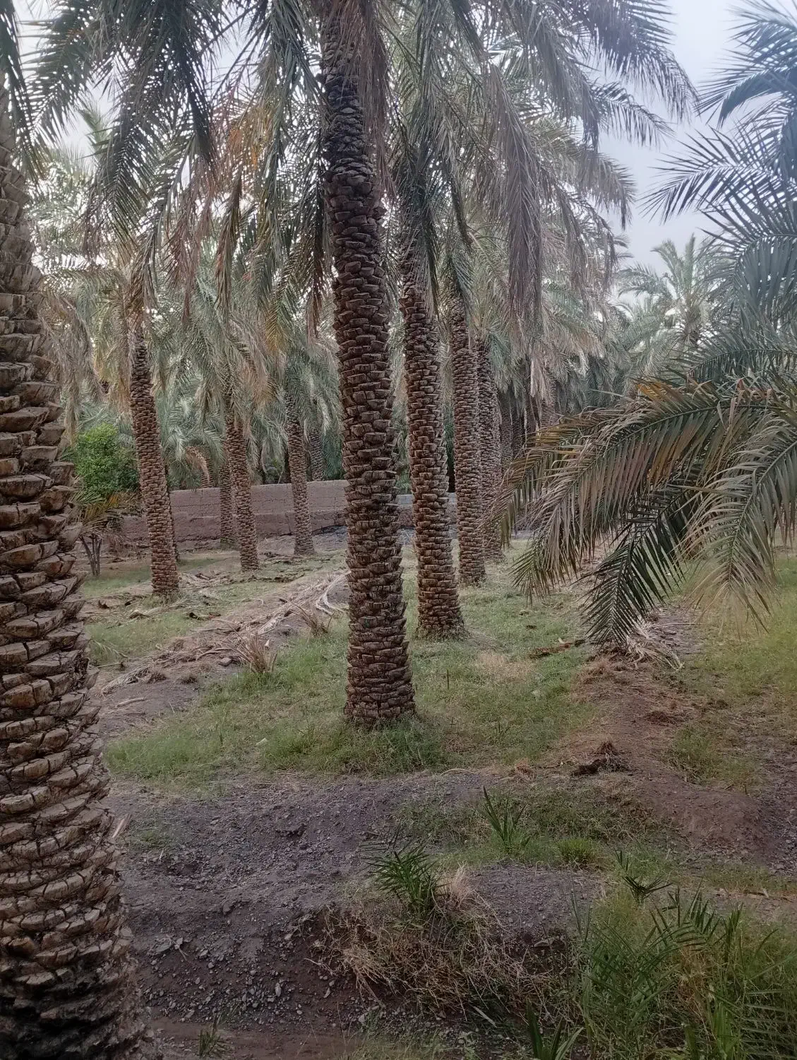 باغ فروشی