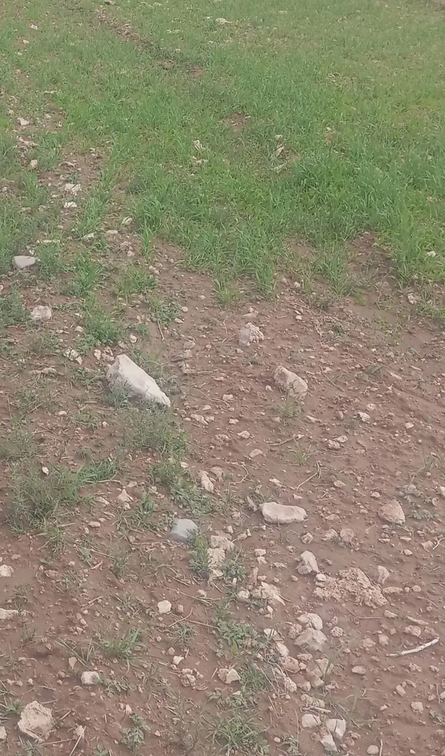 زمین کشاورزی دلبران