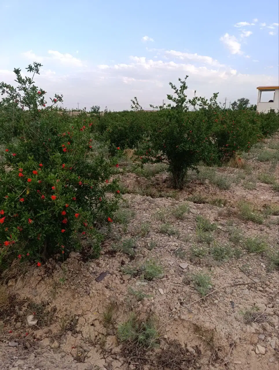 فروش باغ