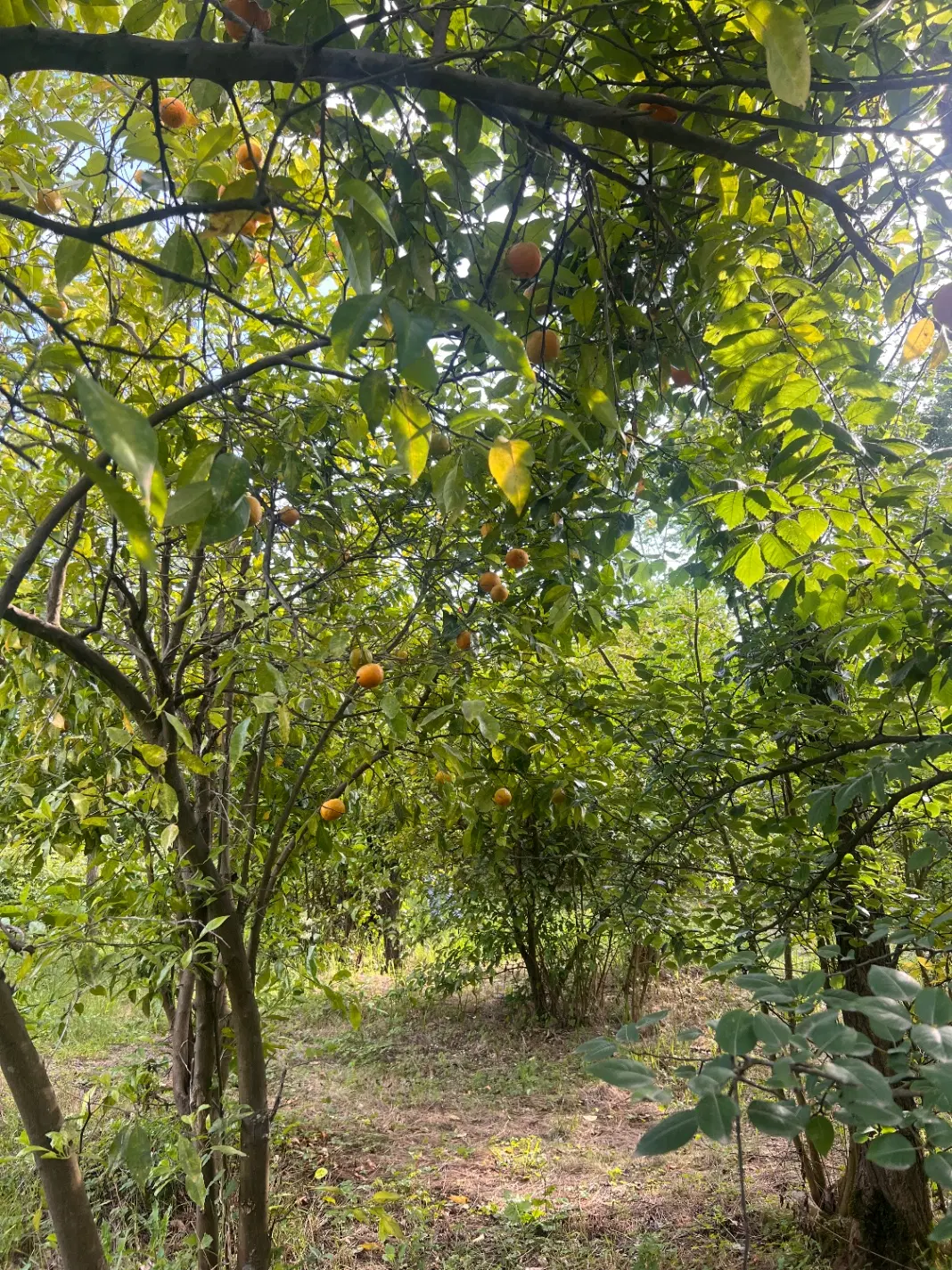 فروش خانه ویلایی با زمین ۷۱۳ متر سنددار در لاهیجان