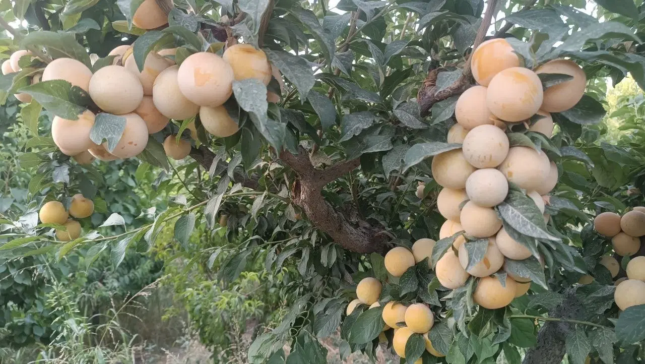 باغ کشاورزی در زرنان