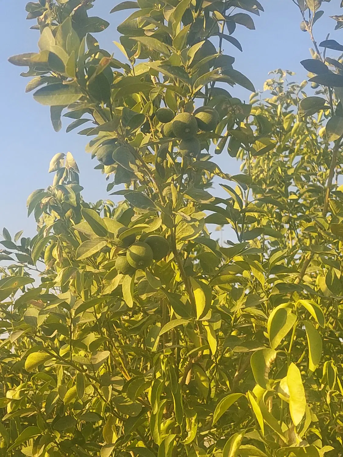 باغچه 800متری کمربندی 9دی