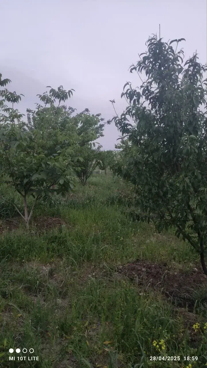 باغچه