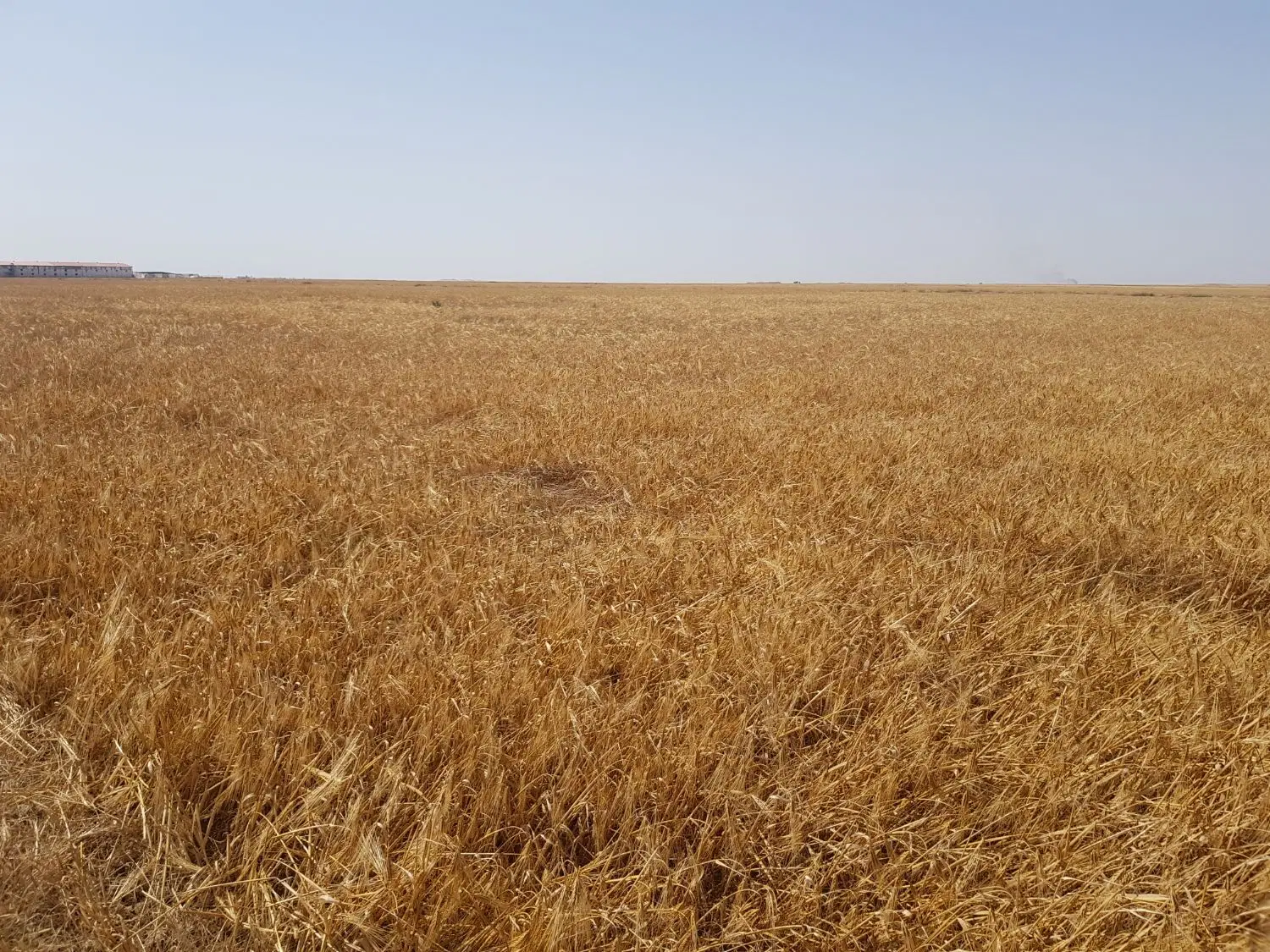 زمین کشاورزی با مجوز گلخانه و مجوز چاه اب شیرین