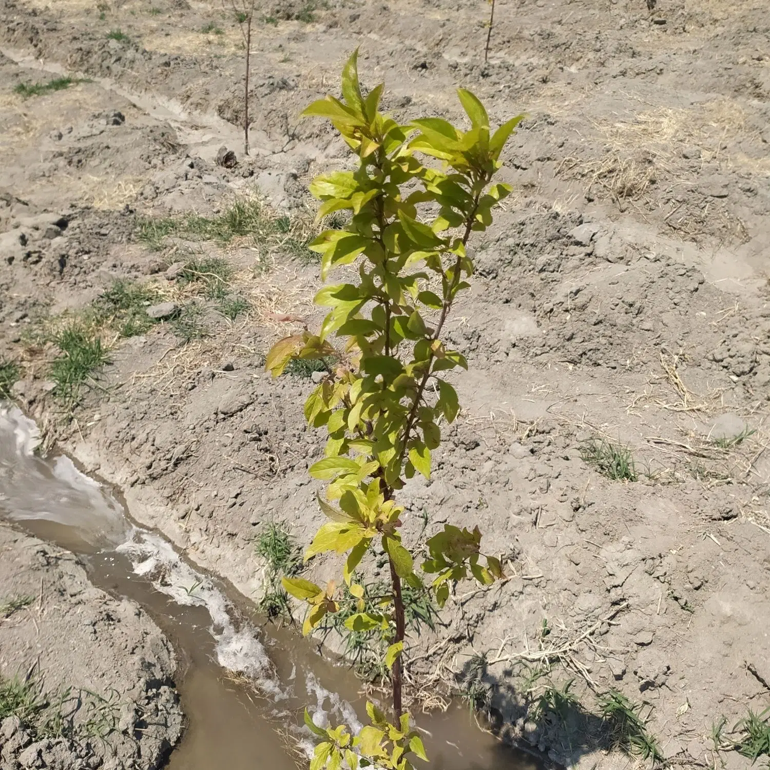 فروش زمین امامزاده ایگدیر